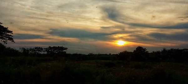 Silhouette trees on field against sky during sunset