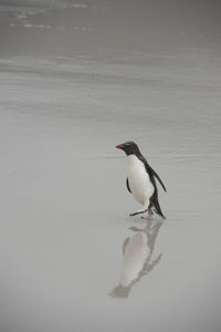 Close-up of bird perching on snow