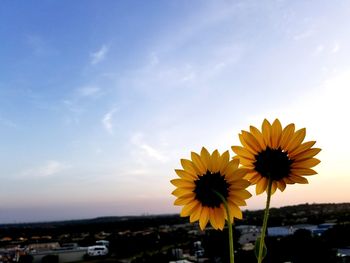 Close-up of sunflowers against sky during sunset