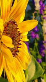 Close-up of honey bee on yellow flower