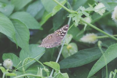 Butterfly on leaf