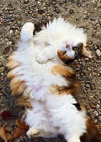 Cat relaxing on white wall