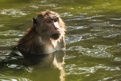 Close-up of long-tailed macaque in lake at zoo