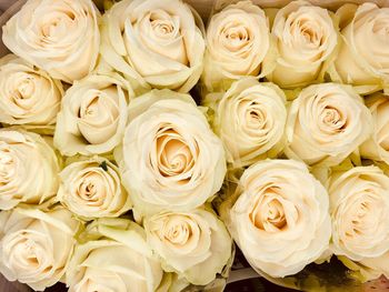 Full frame shot of white roses