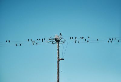 Low angle view of birds perching on cable