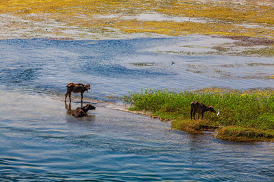 Horse standing in a lake