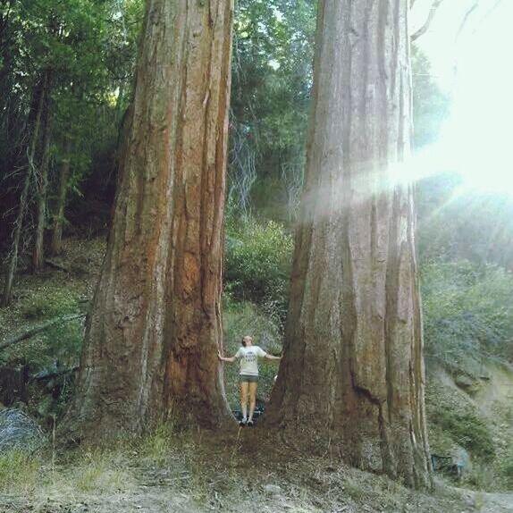 Mineral king, sequoia national park