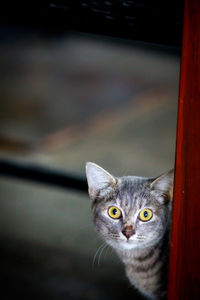 Close-up portrait of a cat