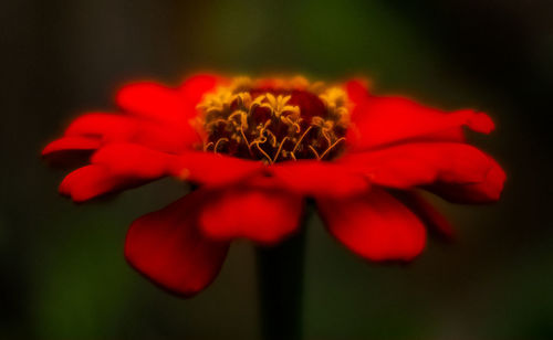 Close-up of red flower blooming outdoors