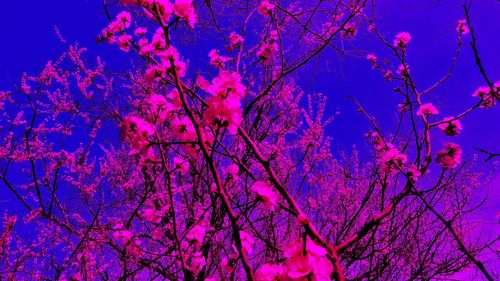 Low angle view of cherry blossoms against blue sky