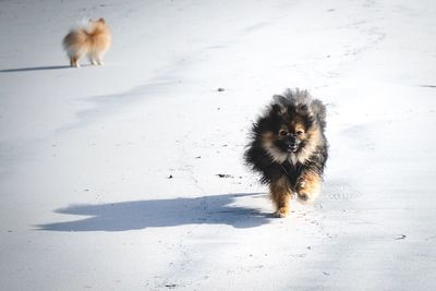 Dog in snow