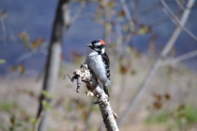 Bird perching on a branch