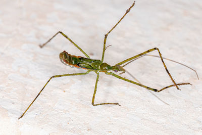 Close-up of grasshopper