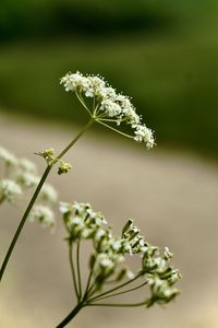 Close-up of plant