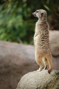 Meerkat standing on rock