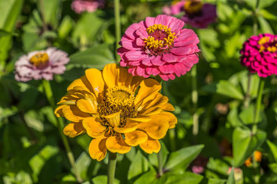 Close-up of pink flower