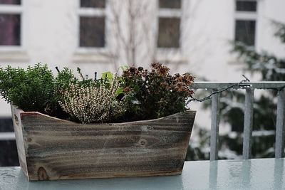 Close-up of potted plant against window