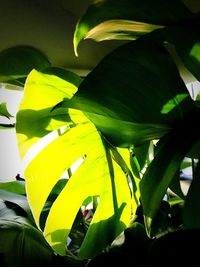 Close-up of green leaves