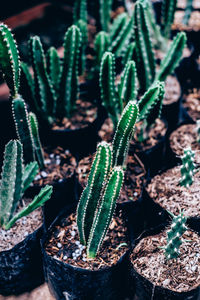 High angle view of succulent plant on field