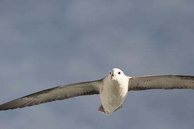 Low angle view of seagull flying