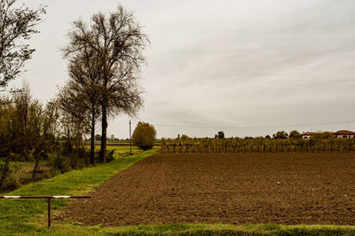 Trees on field against sky