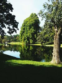 Reflection of trees in lake