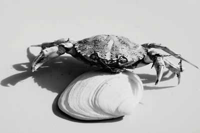 Close-up of crab