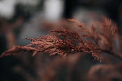 Orange dry branch of a coniferous plant on a blurred background. september details. autumn