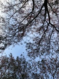 Low angle view of trees against sky