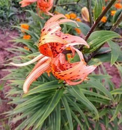 Close-up of orange day lily blooming outdoors