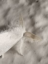 Close-up of butterfly