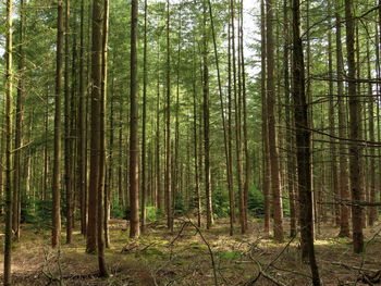 View of trees in forest