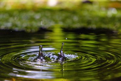 Close-up of drop splashing in water