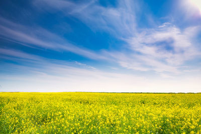 Scenic view of oilseed rape field against sky