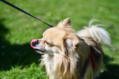 Close-up of a dog on field