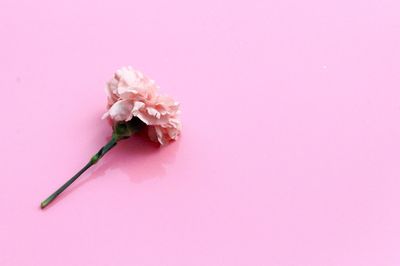 Close-up of flowers over white background