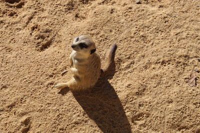 Meerkat on sand