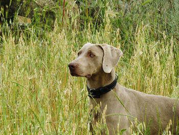 Close-up of dog on field