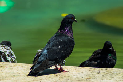 Close-up of bird perching on wood