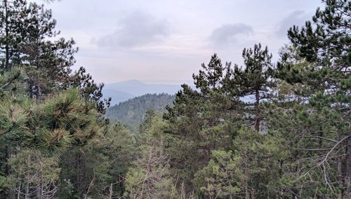 Low angle view of trees in forest against sky