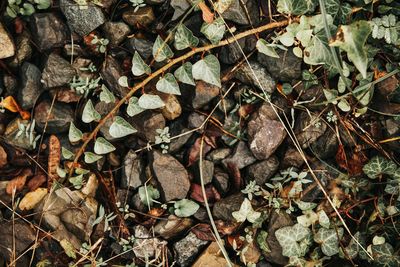 High angle view of dry leaves on field