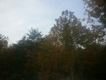 Scenic view of trees against sky