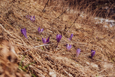 Close-up of purple crocus flowers on field