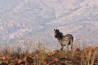 Zebra standing on field against the sky