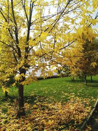 Trees on field during autumn