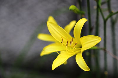 Close-up of yellow flowering plant