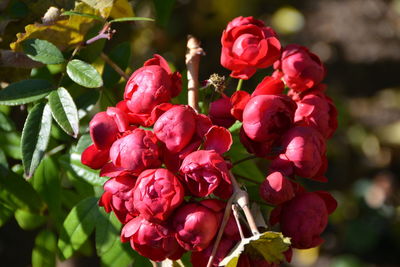 Close-up of red flowering plant