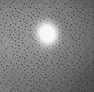 View of illuminated birds