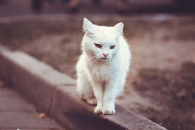 Portrait of white kitten