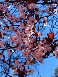 Low angle view of cherry blossoms against sky